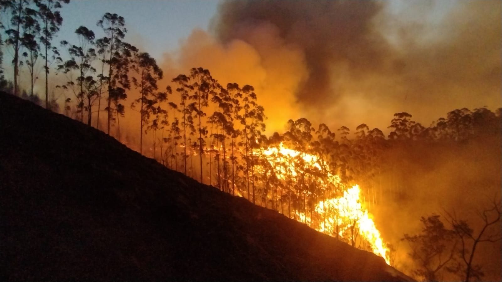 Imagens de incêndios florestais em São Paulo